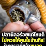 อย่ากินปลานิลก่อนรู้เรื่องนี้! ราคาถูกแค่ไหนก็อย่ามองข้าม 5 ข้อควรระวังที่คนรักสุขภาพต้องรู้